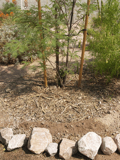 organic mulch around plants KM